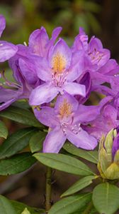 Preview wallpaper rhododendron, flowers, purple, petals, leaves