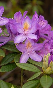 Preview wallpaper rhododendron, flowers, purple, petals, leaves