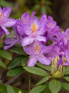 Preview wallpaper rhododendron, flowers, purple, petals, leaves