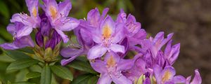 Preview wallpaper rhododendron, flowers, purple, petals, leaves