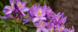 Preview wallpaper rhododendron, flowers, purple, petals, leaves