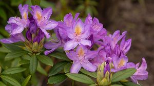 Preview wallpaper rhododendron, flowers, purple, petals, leaves