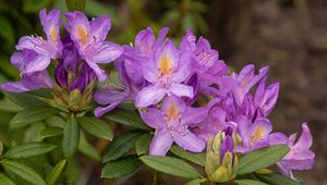 Preview wallpaper rhododendron, flowers, purple, petals, leaves