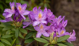 Preview wallpaper rhododendron, flowers, purple, petals, leaves