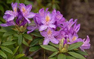 Preview wallpaper rhododendron, flowers, purple, petals, leaves