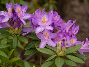 Preview wallpaper rhododendron, flowers, purple, petals, leaves