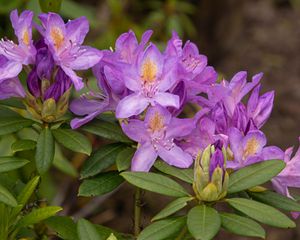 Preview wallpaper rhododendron, flowers, purple, petals, leaves