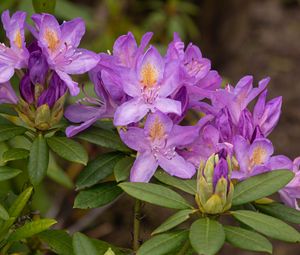 Preview wallpaper rhododendron, flowers, purple, petals, leaves