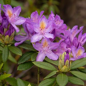 Preview wallpaper rhododendron, flowers, purple, petals, leaves