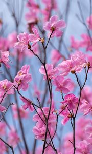 Preview wallpaper rhododendron, flowers, twigs, pink