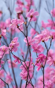 Preview wallpaper rhododendron, flowers, twigs, pink