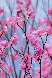 Preview wallpaper rhododendron, flowers, twigs, pink