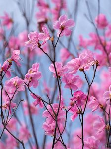 Preview wallpaper rhododendron, flowers, twigs, pink