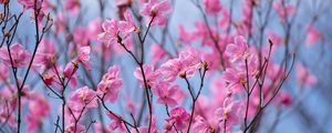 Preview wallpaper rhododendron, flowers, twigs, pink