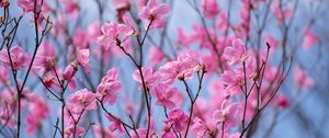 Preview wallpaper rhododendron, flowers, twigs, pink