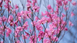 Preview wallpaper rhododendron, flowers, twigs, pink