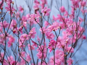 Preview wallpaper rhododendron, flowers, twigs, pink