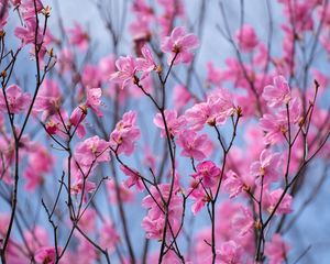 Preview wallpaper rhododendron, flowers, twigs, pink