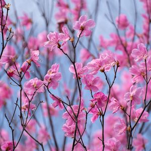 Preview wallpaper rhododendron, flowers, twigs, pink