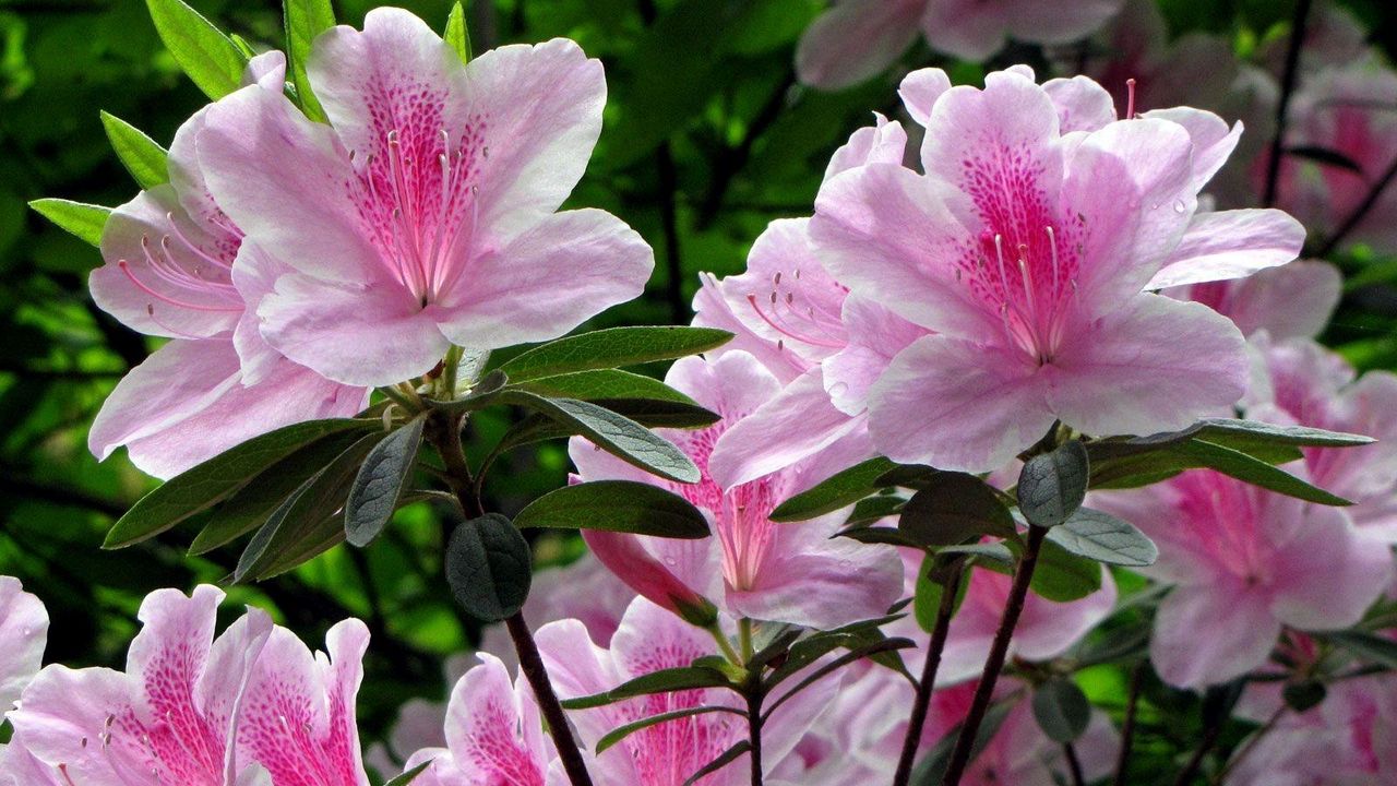 Wallpaper rhododendron, shrub, flower, green, close-up