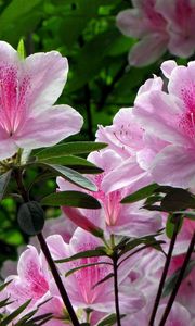 Preview wallpaper rhododendron, shrub, flower, green, close-up