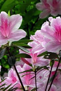 Preview wallpaper rhododendron, shrub, flower, green, close-up