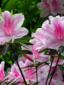 Preview wallpaper rhododendron, shrub, flower, green, close-up