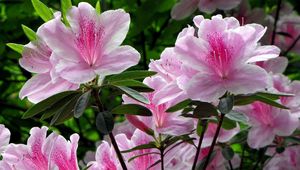 Preview wallpaper rhododendron, shrub, flower, green, close-up