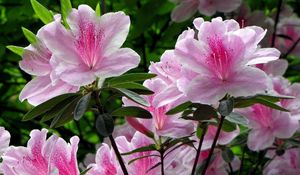 Preview wallpaper rhododendron, shrub, flower, green, close-up