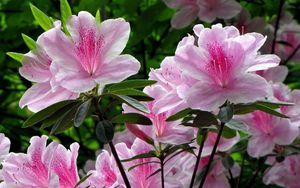 Preview wallpaper rhododendron, shrub, flower, green, close-up