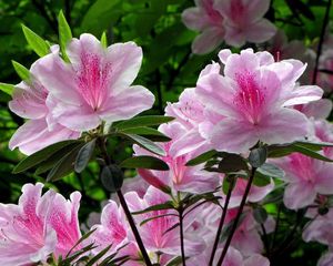 Preview wallpaper rhododendron, shrub, flower, green, close-up