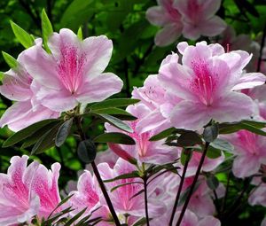 Preview wallpaper rhododendron, shrub, flower, green, close-up