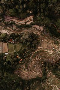 Preview wallpaper rice fields, plantations, aerial view, relief, tropics