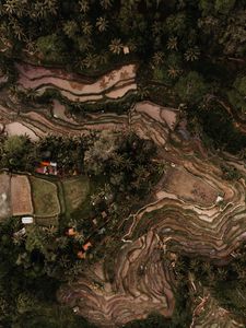 Preview wallpaper rice fields, plantations, aerial view, relief, tropics