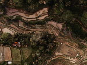 Preview wallpaper rice fields, plantations, aerial view, relief, tropics