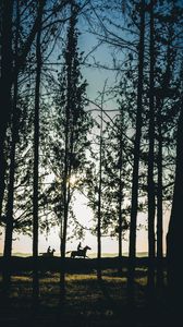 Preview wallpaper riders, silhouettes, forest, sunset, landscape, trees, horses
