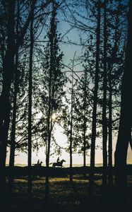 Preview wallpaper riders, silhouettes, forest, sunset, landscape, trees, horses