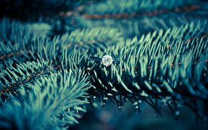 Preview wallpaper ring, diamond, spruce, needles
