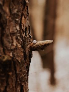 Preview wallpaper ring, tree, bark, blur