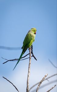 Preview wallpaper ringed parakeets, parrots, birds, branches, sky