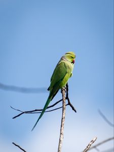 Preview wallpaper ringed parakeets, parrots, birds, branches, sky