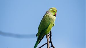 Preview wallpaper ringed parakeets, parrots, birds, branches, sky