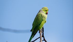 Preview wallpaper ringed parakeets, parrots, birds, branches, sky