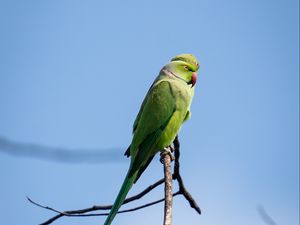 Preview wallpaper ringed parakeets, parrots, birds, branches, sky