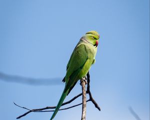 Preview wallpaper ringed parakeets, parrots, birds, branches, sky