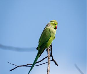 Preview wallpaper ringed parakeets, parrots, birds, branches, sky