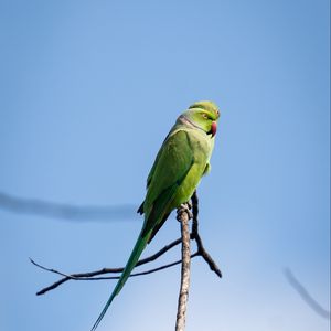 Preview wallpaper ringed parakeets, parrots, birds, branches, sky