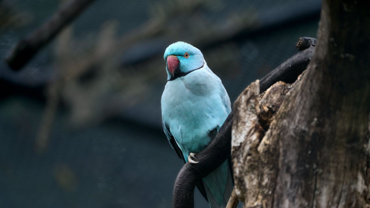 Wallpaper ring-necked parakeet, bird, tree, branch