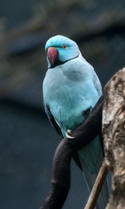 Preview wallpaper ring-necked parakeet, bird, tree, branch