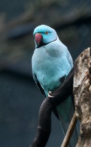 Preview wallpaper ring-necked parakeet, bird, tree, branch